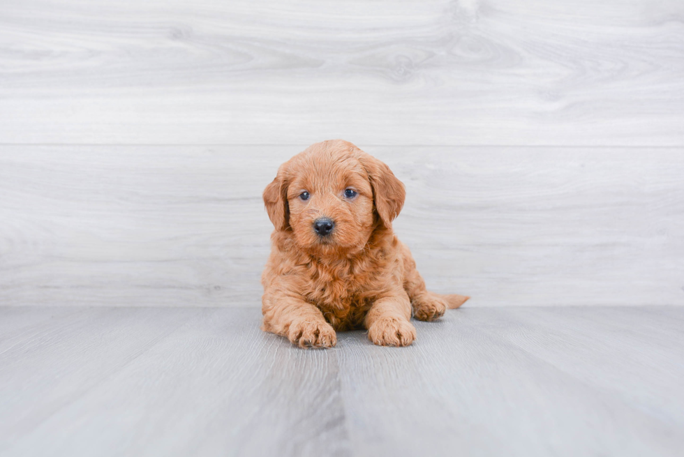 Fluffy Mini Goldendoodle Poodle Mix Pup