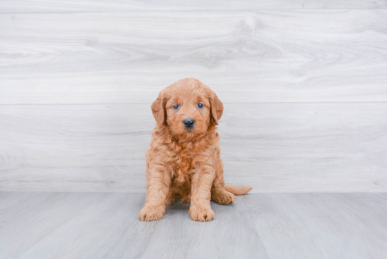 Hypoallergenic Golden Retriever Poodle Mix Puppy