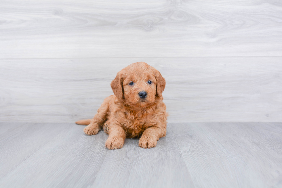 Friendly Mini Goldendoodle Baby