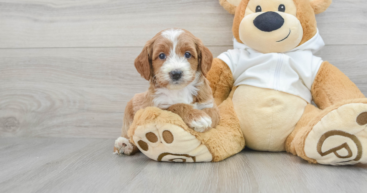Golden R Basha Hypoallergenic Mini Goldendoodle Basha: 5lb 10oz Doodle Puppy