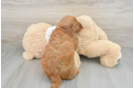 Mini Goldendoodle Puppy for Adoption