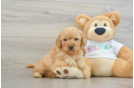 Cute Mini Goldendoodle Baby