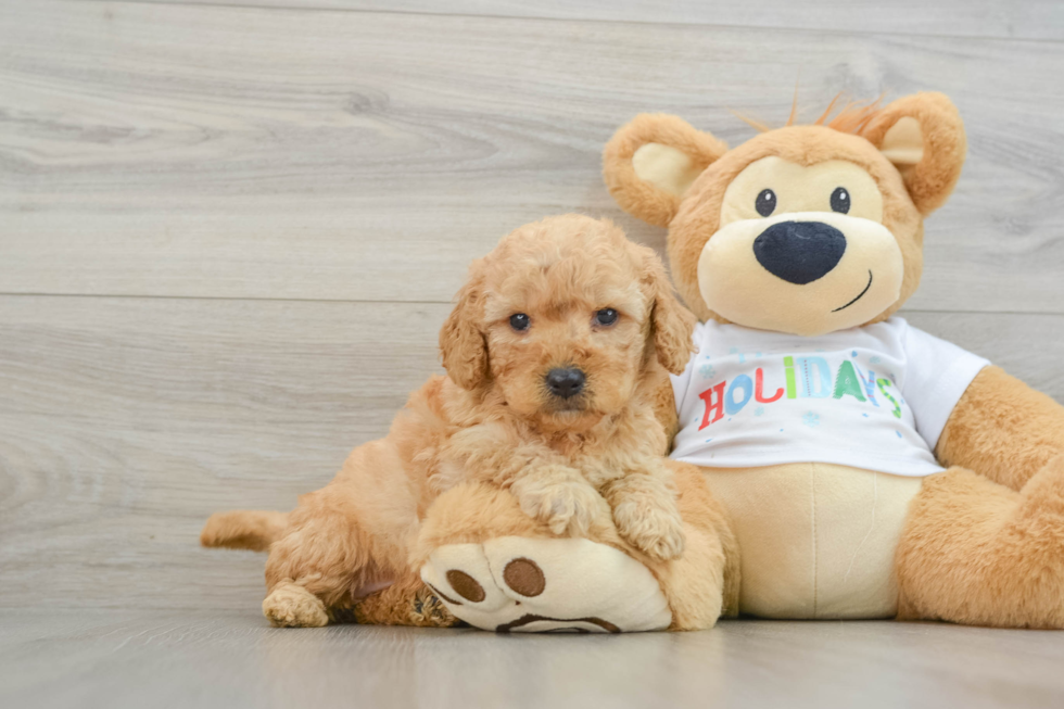 Cute Mini Goldendoodle Baby