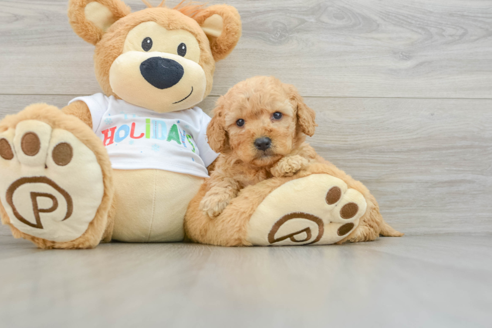 Mini Goldendoodle Pup Being Cute