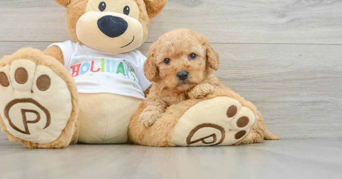 Golden R Basha Funny Mini Goldendoodle Basha: 4lb 11oz Doodle Puppy