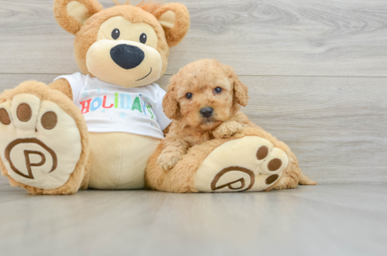 Mini Goldendoodle Pup Being Cute