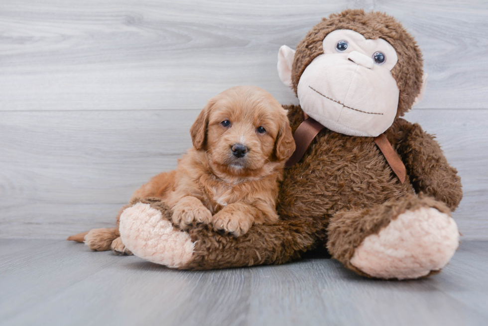 Little Golden Retriever Poodle Mix Puppy