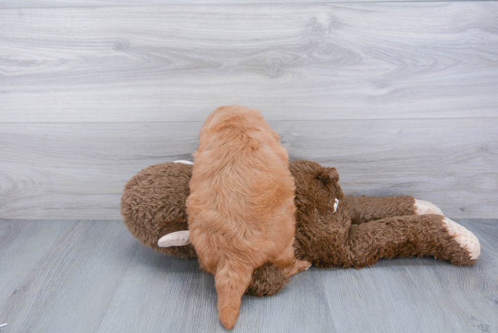 Friendly Mini Goldendoodle Baby