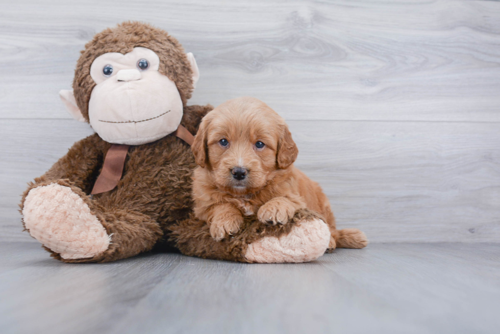 Best Mini Goldendoodle Baby