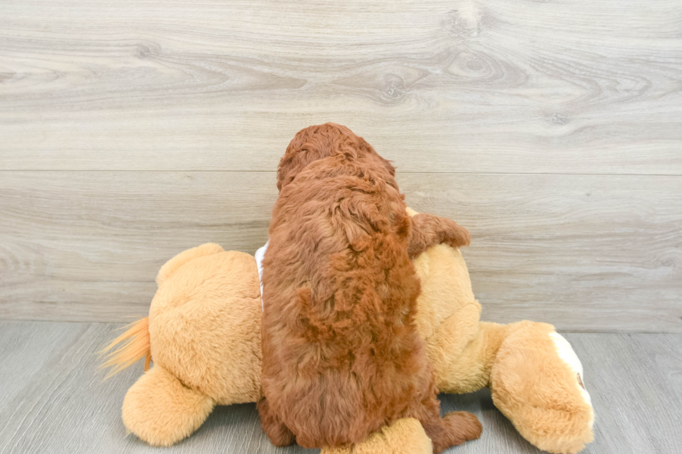 Mini Goldendoodle Puppy for Adoption