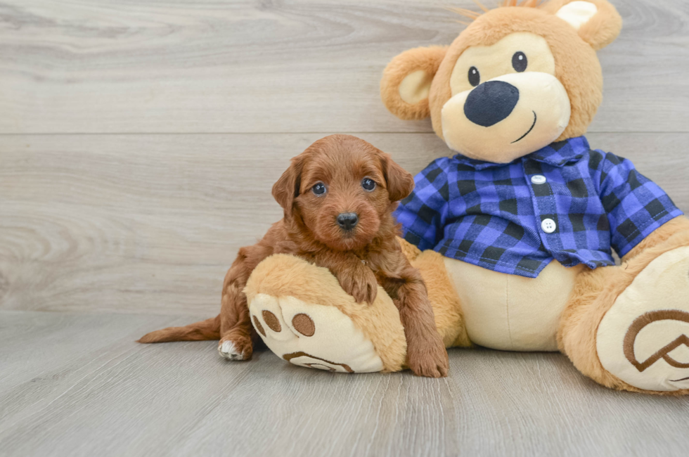 6 week old Mini Goldendoodle Puppy For Sale - Premier Pups