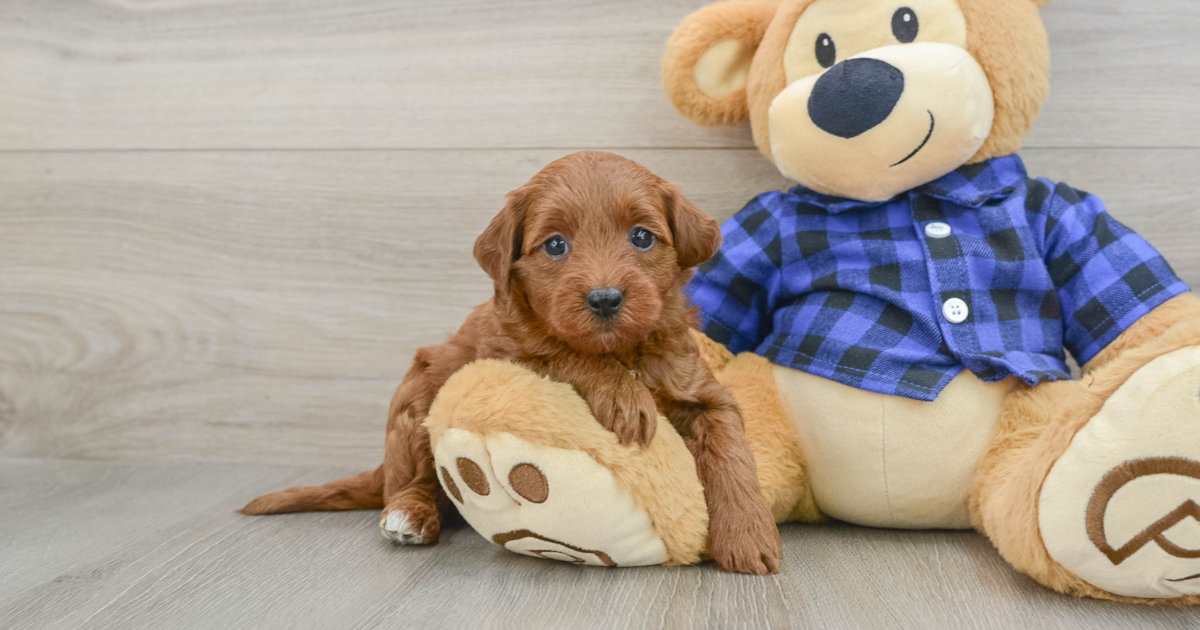 Golden R Basha Petite Mini Goldendoodle Basha: 3lb 1oz Doodle Puppy