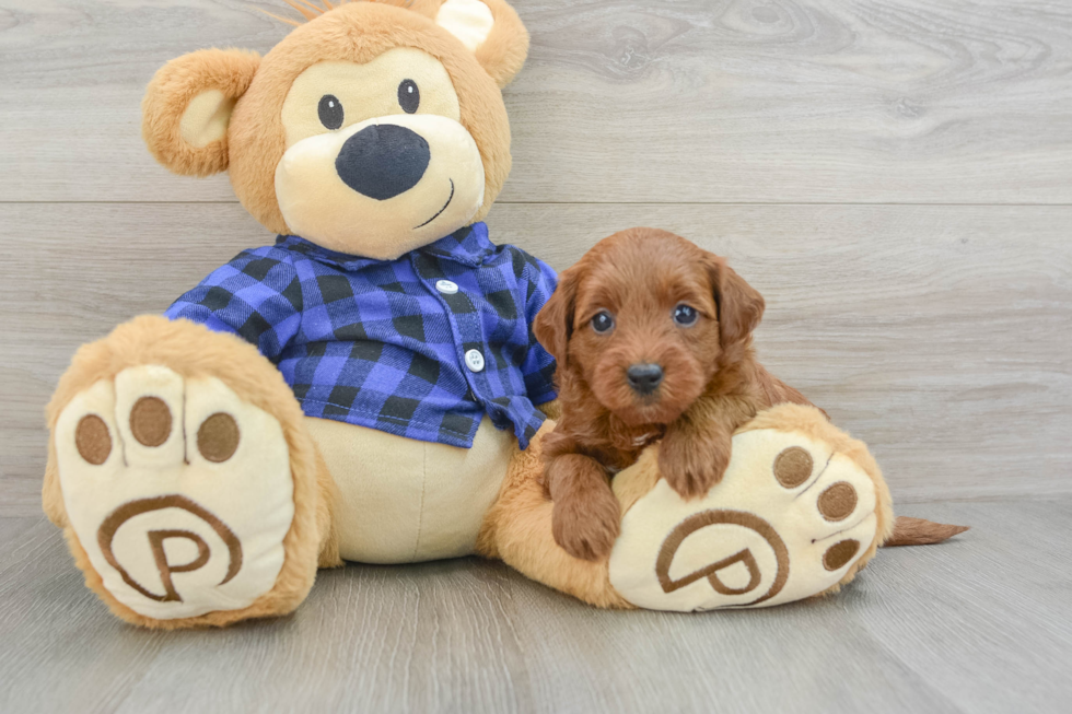 Mini Goldendoodle Pup Being Cute