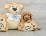 8 week old Mini Goldendoodle Puppy For Sale - Premier Pups