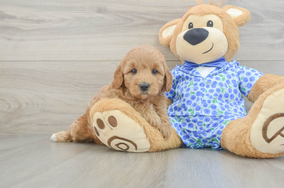 5 week old Mini Goldendoodle Puppy For Sale - Premier Pups