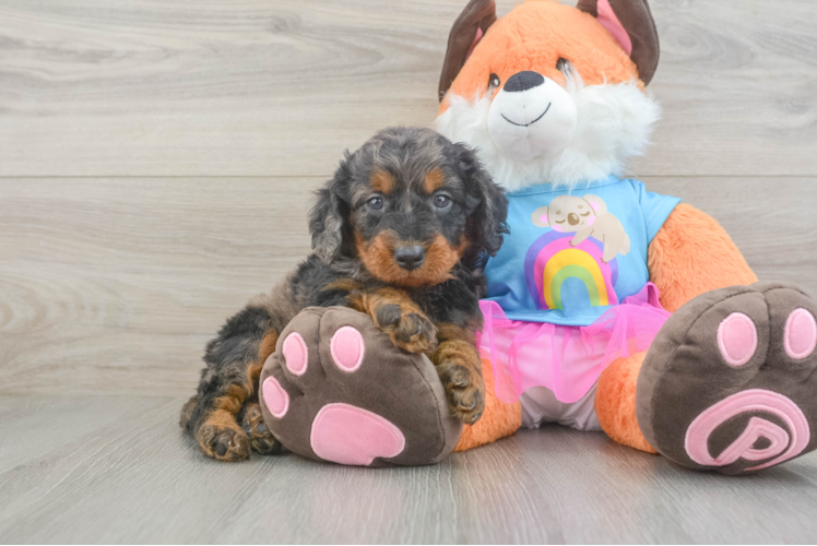 Funny Mini Goldendoodle Poodle Mix Pup