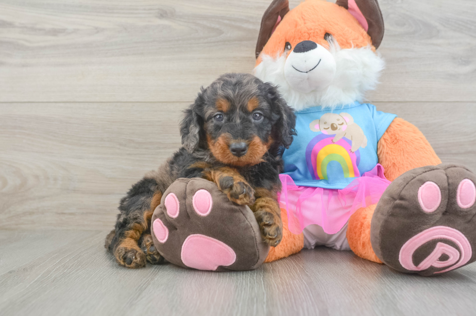 5 week old Mini Goldendoodle Puppy For Sale - Premier Pups