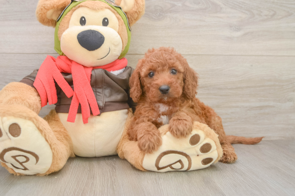 5 week old Mini Goldendoodle Puppy For Sale - Premier Pups
