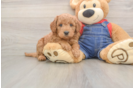 Funny Mini Goldendoodle Poodle Mix Pup