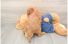 Best Mini Goldendoodle Baby