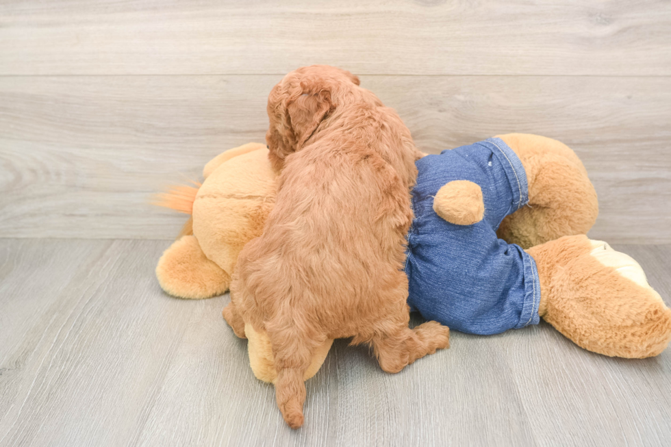Best Mini Goldendoodle Baby