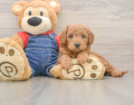 5 week old Mini Goldendoodle Puppy For Sale - Premier Pups