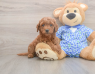 7 week old Mini Goldendoodle Puppy For Sale - Premier Pups