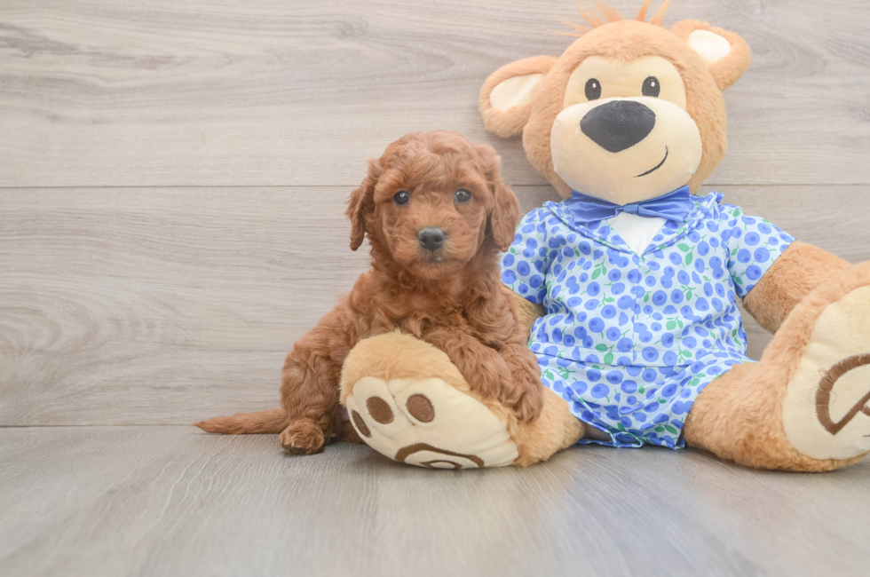 6 week old Mini Goldendoodle Puppy For Sale - Premier Pups