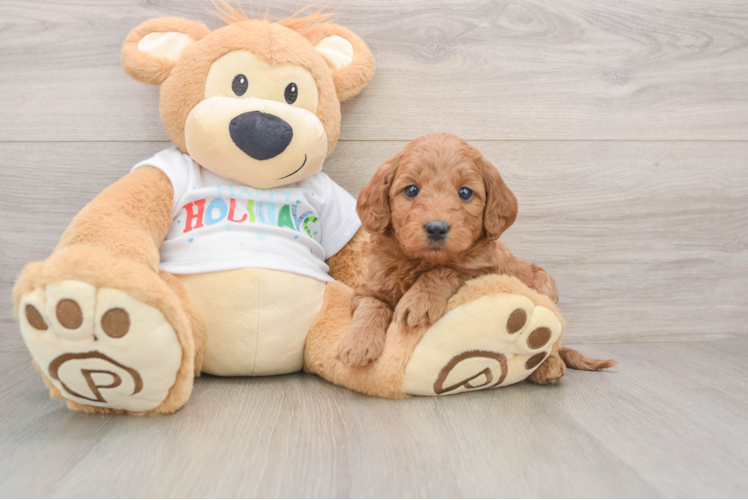 Fluffy Mini Goldendoodle Poodle Mix Pup