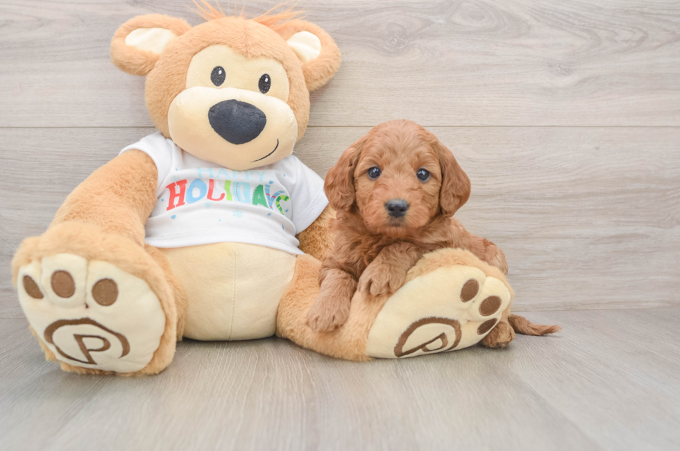 5 week old Mini Goldendoodle Puppy For Sale - Premier Pups