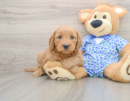 7 week old Mini Goldendoodle Puppy For Sale - Premier Pups