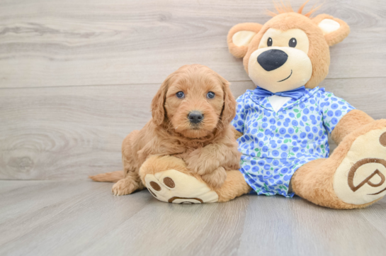 Mini Goldendoodle Puppy for Adoption