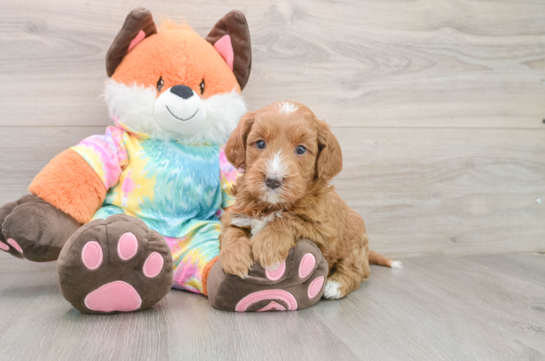 Best Mini Goldendoodle Baby