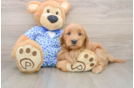 Popular Mini Goldendoodle Poodle Mix Pup