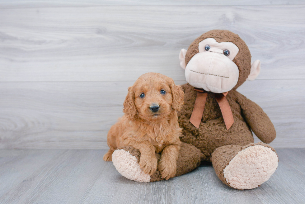 Cute Mini Goldendoodle Baby