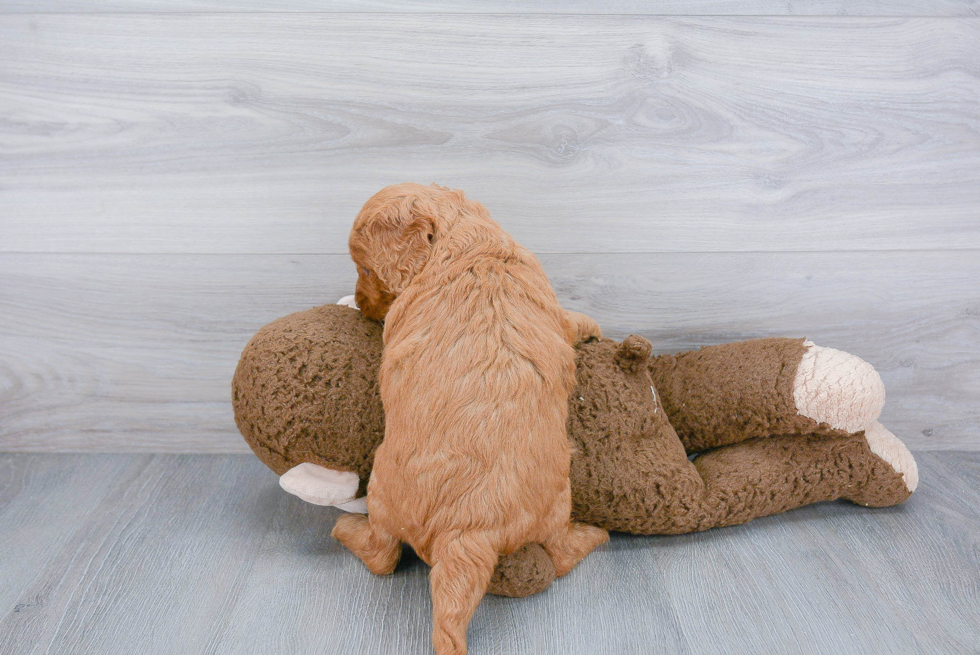 Petite Mini Goldendoodle Poodle Mix Pup