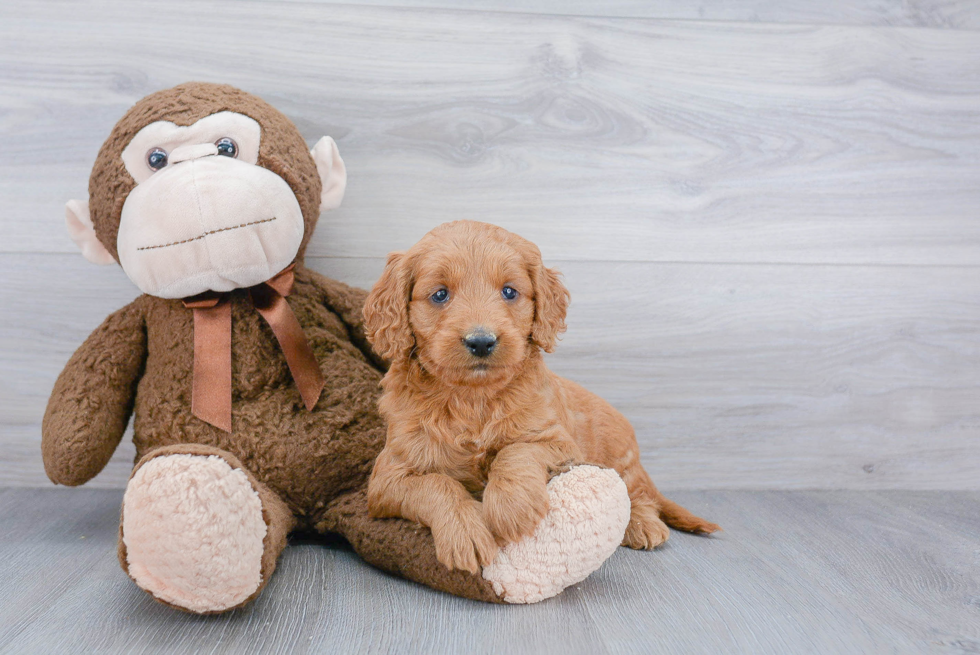 Petite Mini Goldendoodle Poodle Mix Pup