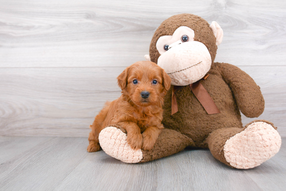 Best Mini Goldendoodle Baby