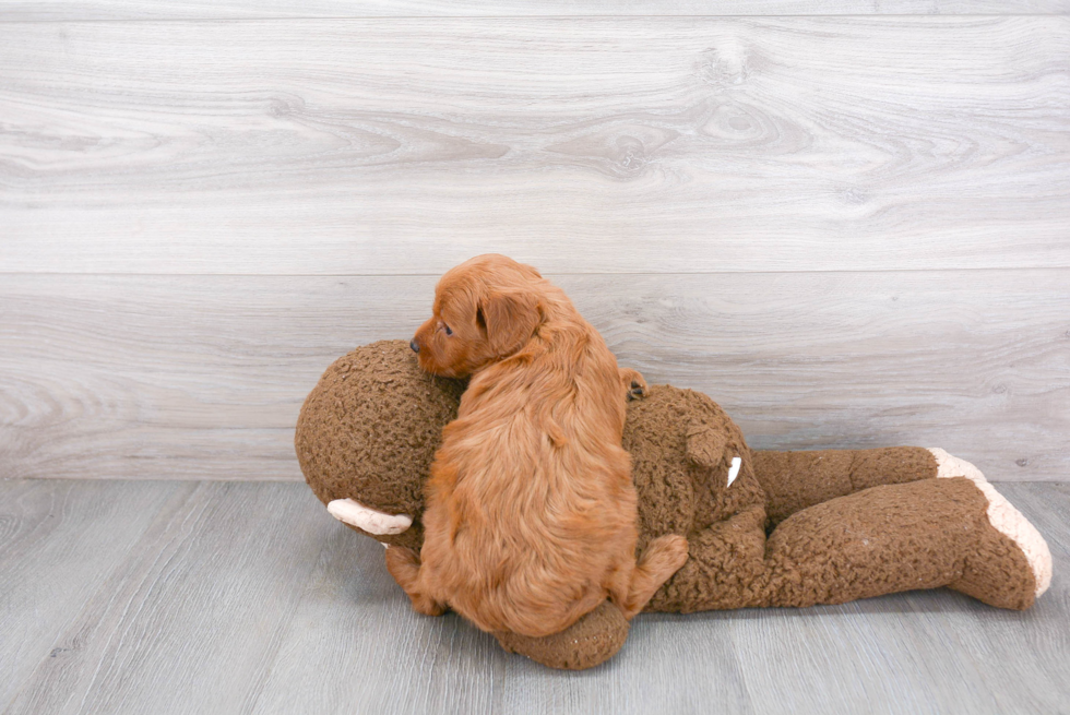 Mini Goldendoodle Puppy for Adoption