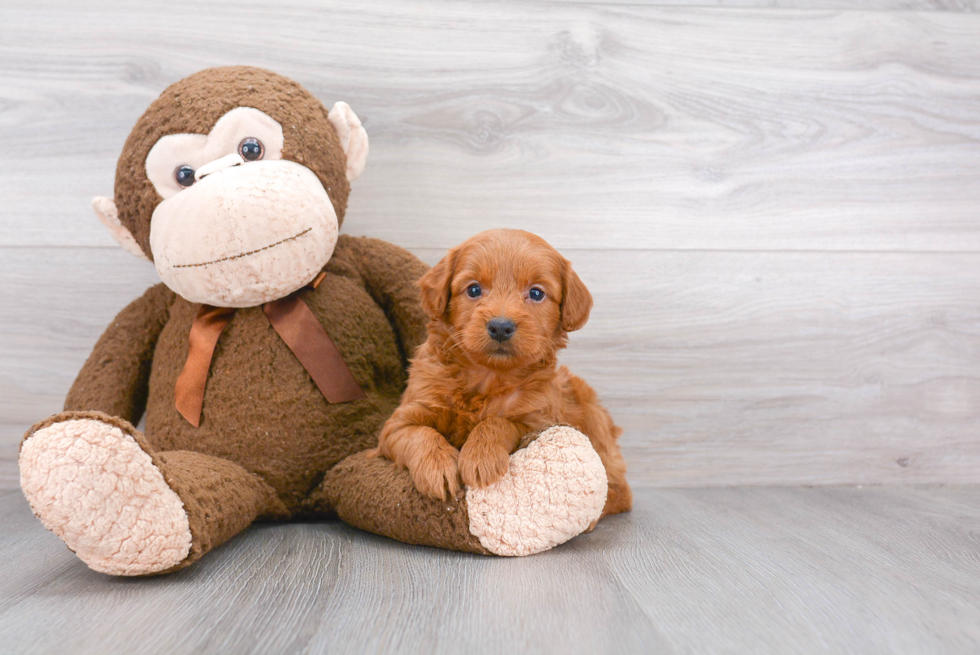 Best Mini Goldendoodle Baby