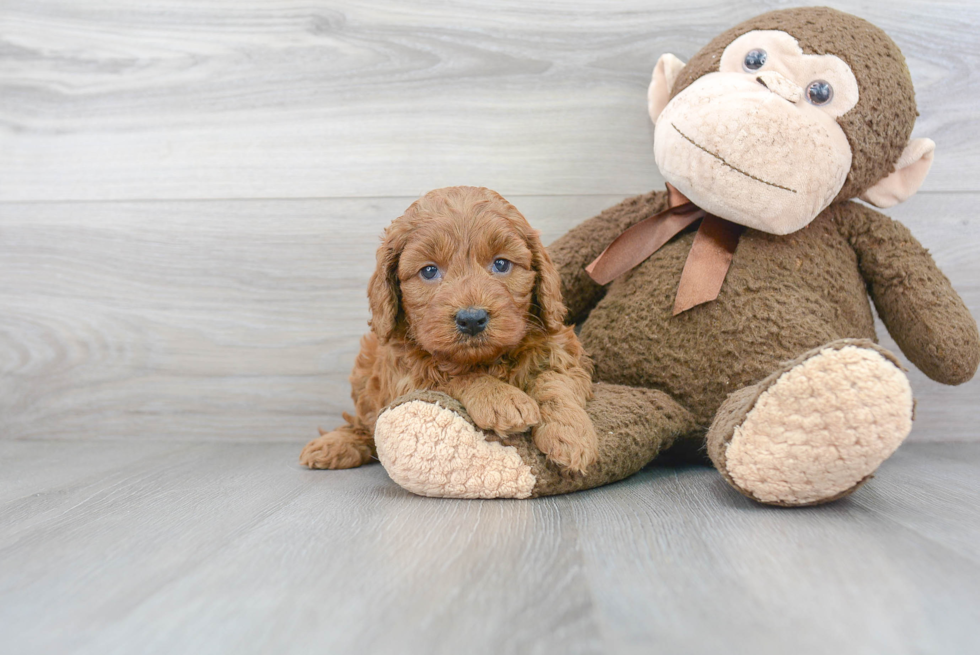 Cute Mini Goldendoodle Baby