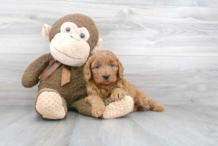 Funny Mini Goldendoodle Poodle Mix Pup