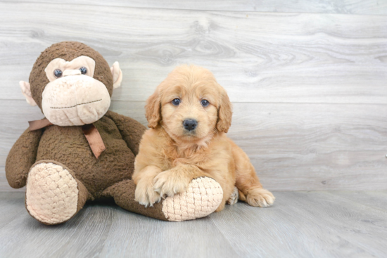 Happy Mini Goldendoodle Baby