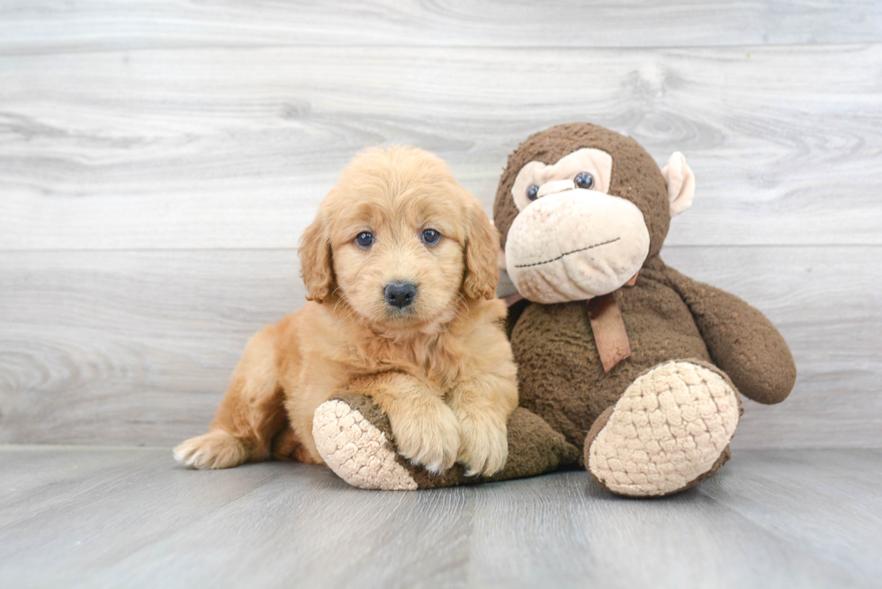 Mini Goldendoodle Puppy for Adoption