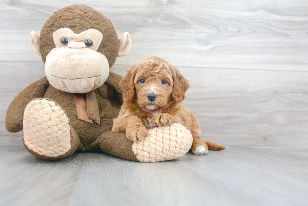 Hypoallergenic Golden Retriever Poodle Mix Puppy