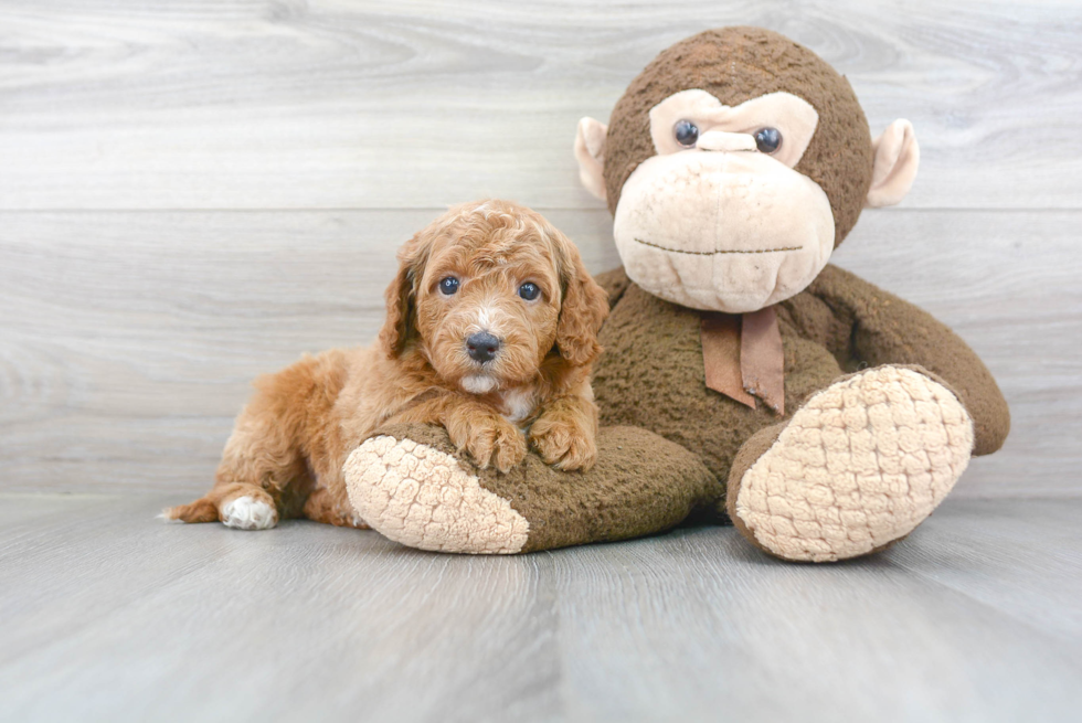 Adorable Golden Retriever Poodle Mix Puppy