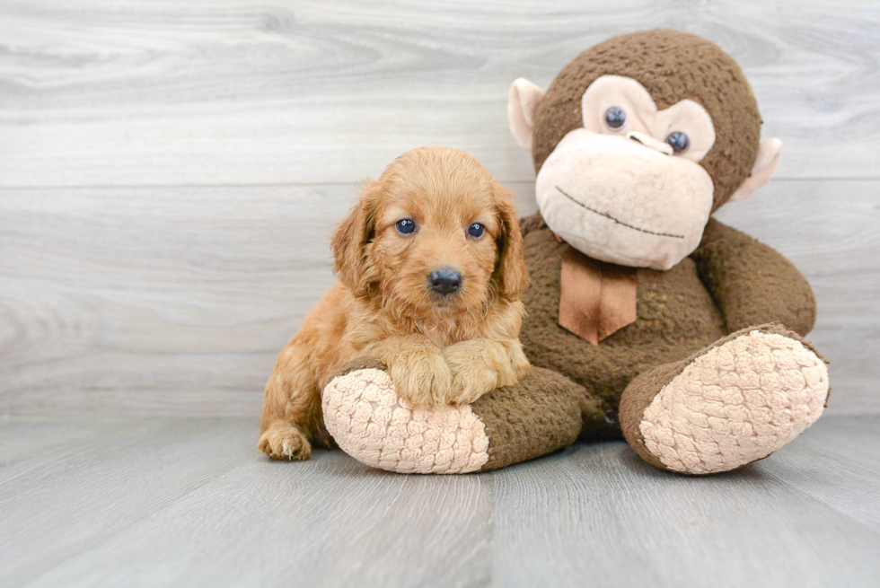 Mini Goldendoodle Pup Being Cute