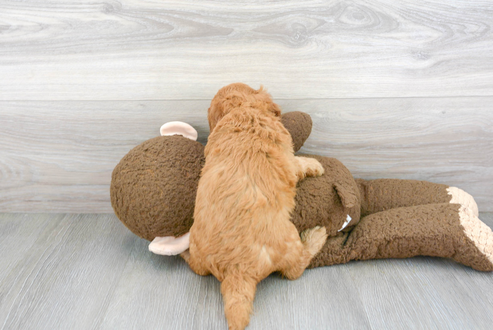 Cute Golden Retriever Poodle Mix Puppy
