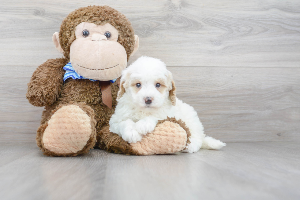 Mini Goldendoodle Puppy for Adoption