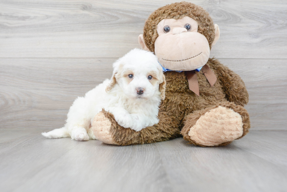 Best Mini Goldendoodle Baby